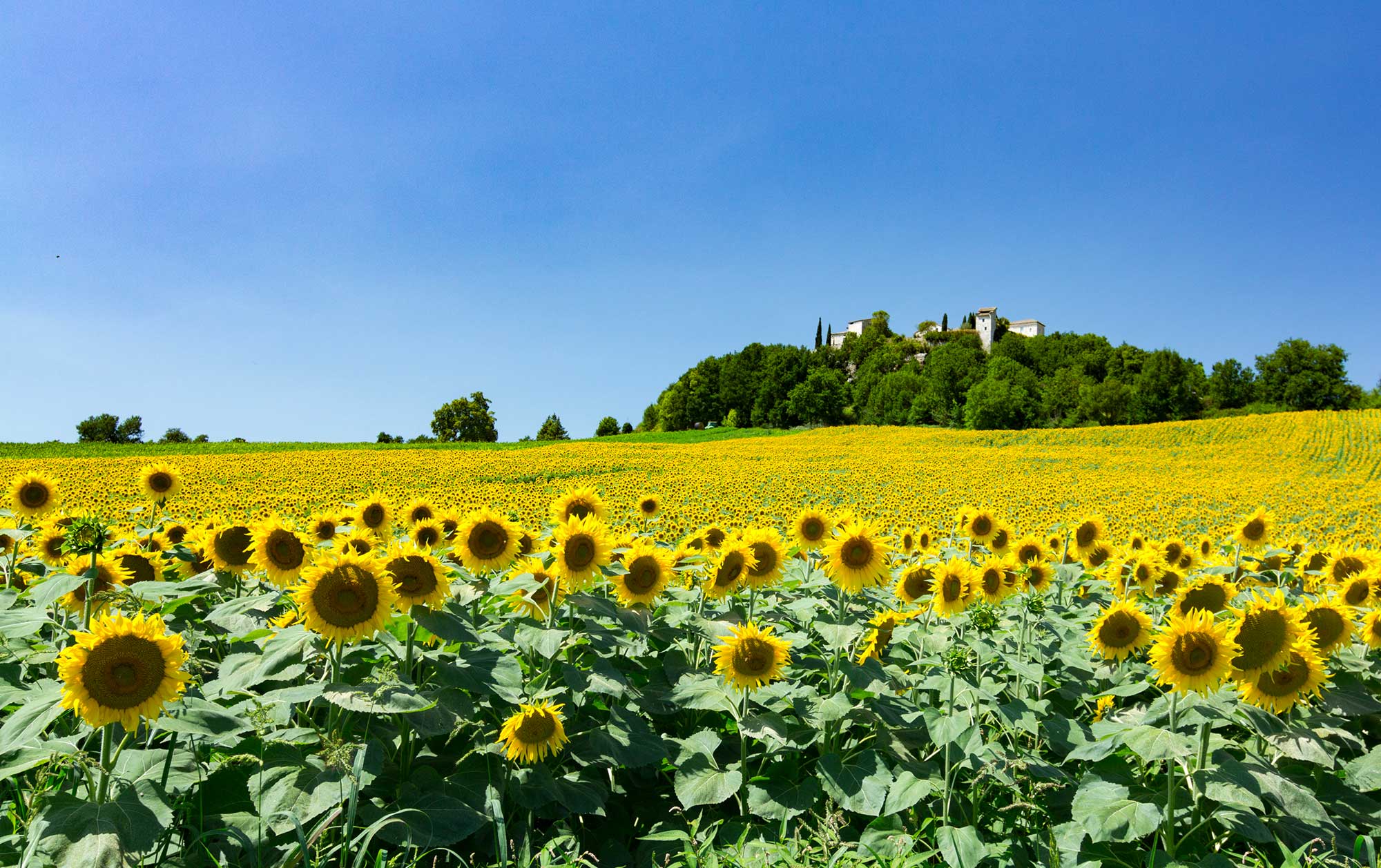 tournesol